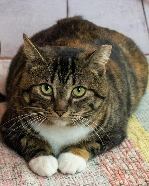 Enlarge Beatrix, a ADOPTABLE Domestic Short Hair in Lapeer, MI image 5/6