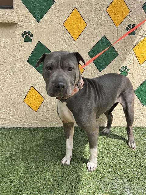 SKY, Adoptable, Adult Female Shar-Pei & Mixed Breed.