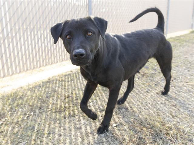 GIRL, Adoptable, Adult Female Labrador Retriever & Mixed Breed.