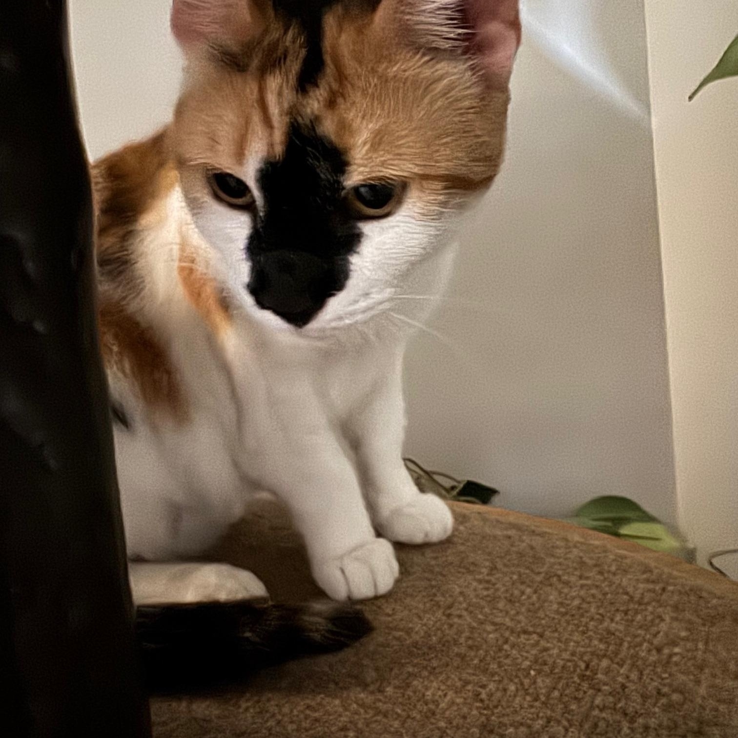 Enlarge Dumplin, a Adopted Domestic Short Hair in Paducah, KY image 2/2