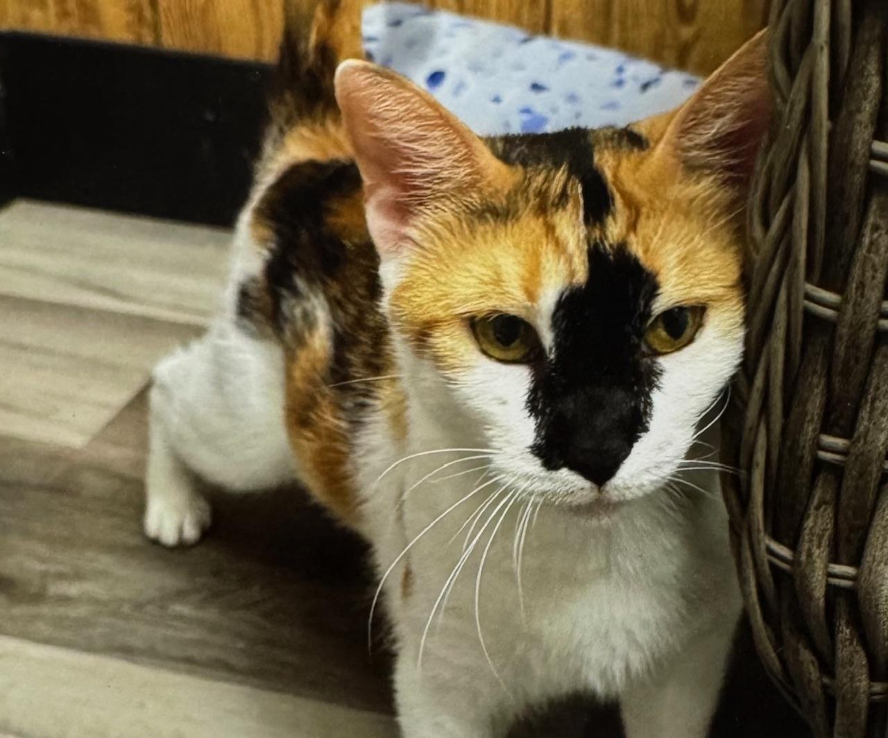 Dumplin, Adopted, Adult Female Domestic Short Hair.