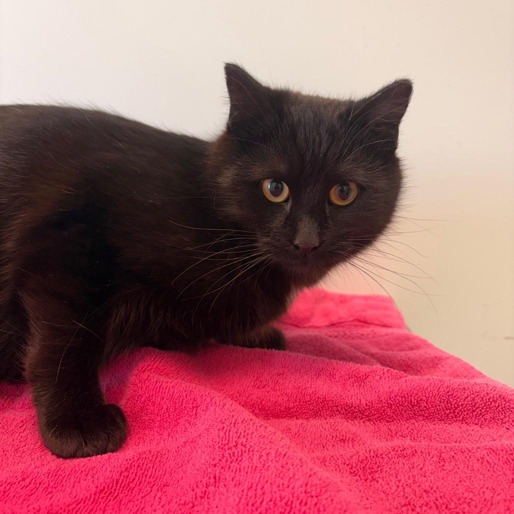 Shadow, Adoptable, Young Male Domestic Short Hair.