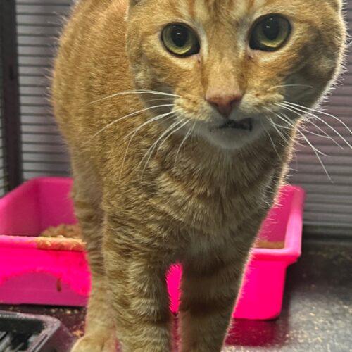 Caterwaul, Adoptable, Senior Male Domestic Short Hair.