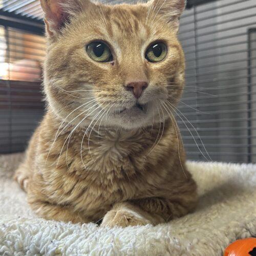 Enlarge Caterwaul, a Adoptable Domestic Short Hair in Tipp City, OH image 2/3