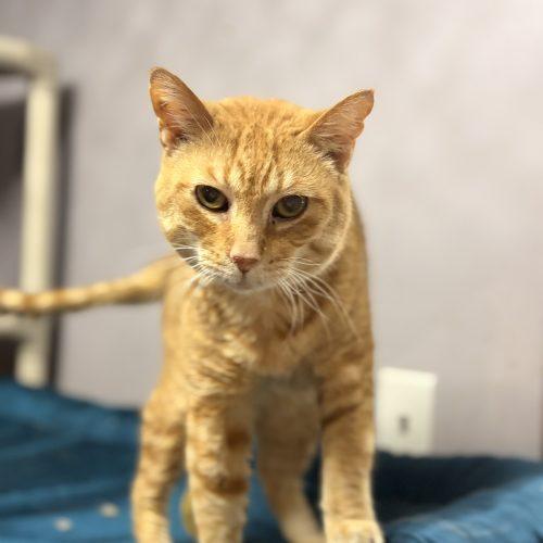 Enlarge Caterwaul, a Adoptable Domestic Short Hair in Tipp City, OH image 3/4