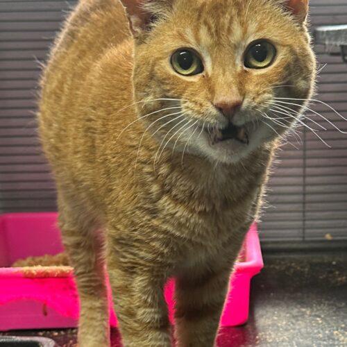 Enlarge Caterwaul, a Adoptable Domestic Short Hair in Tipp City, OH image 3/3