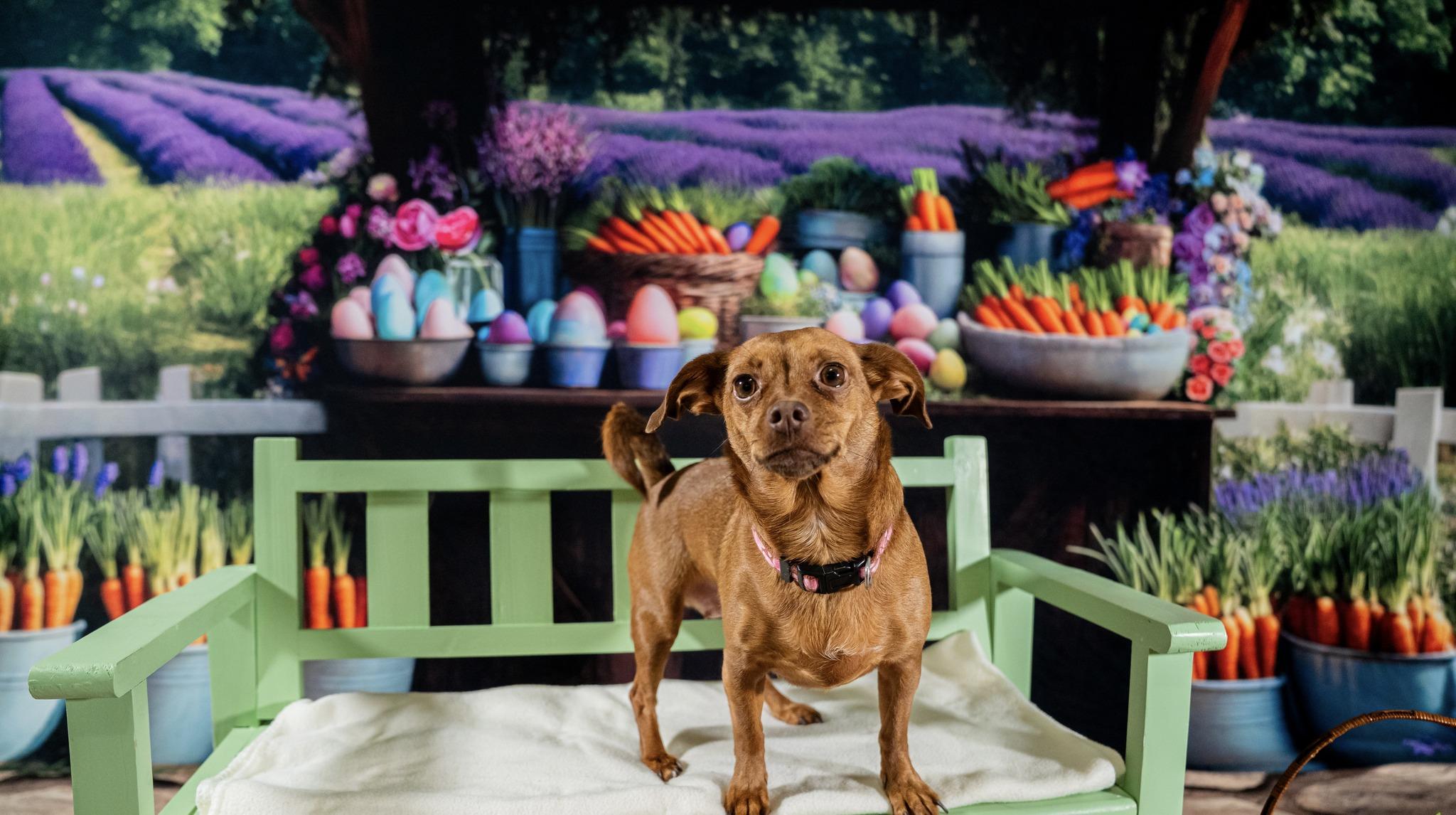 Ruby, ADOPTABLE, Adult Female Dachshund & Chihuahua.