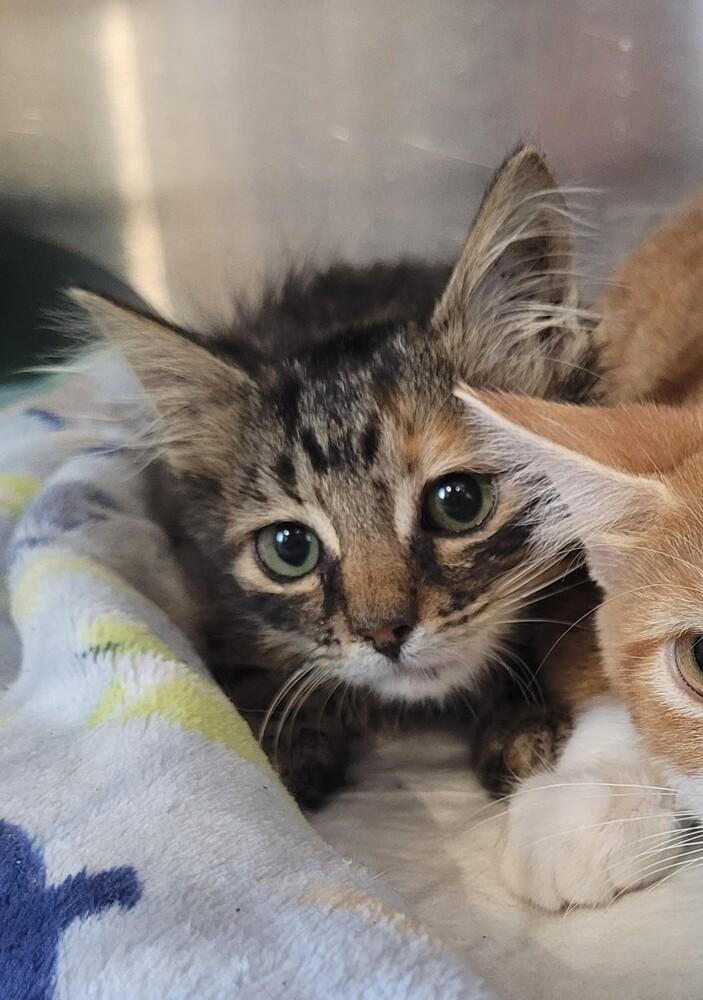 Apricot, Adoptable, Kitten Female Domestic Short Hair.