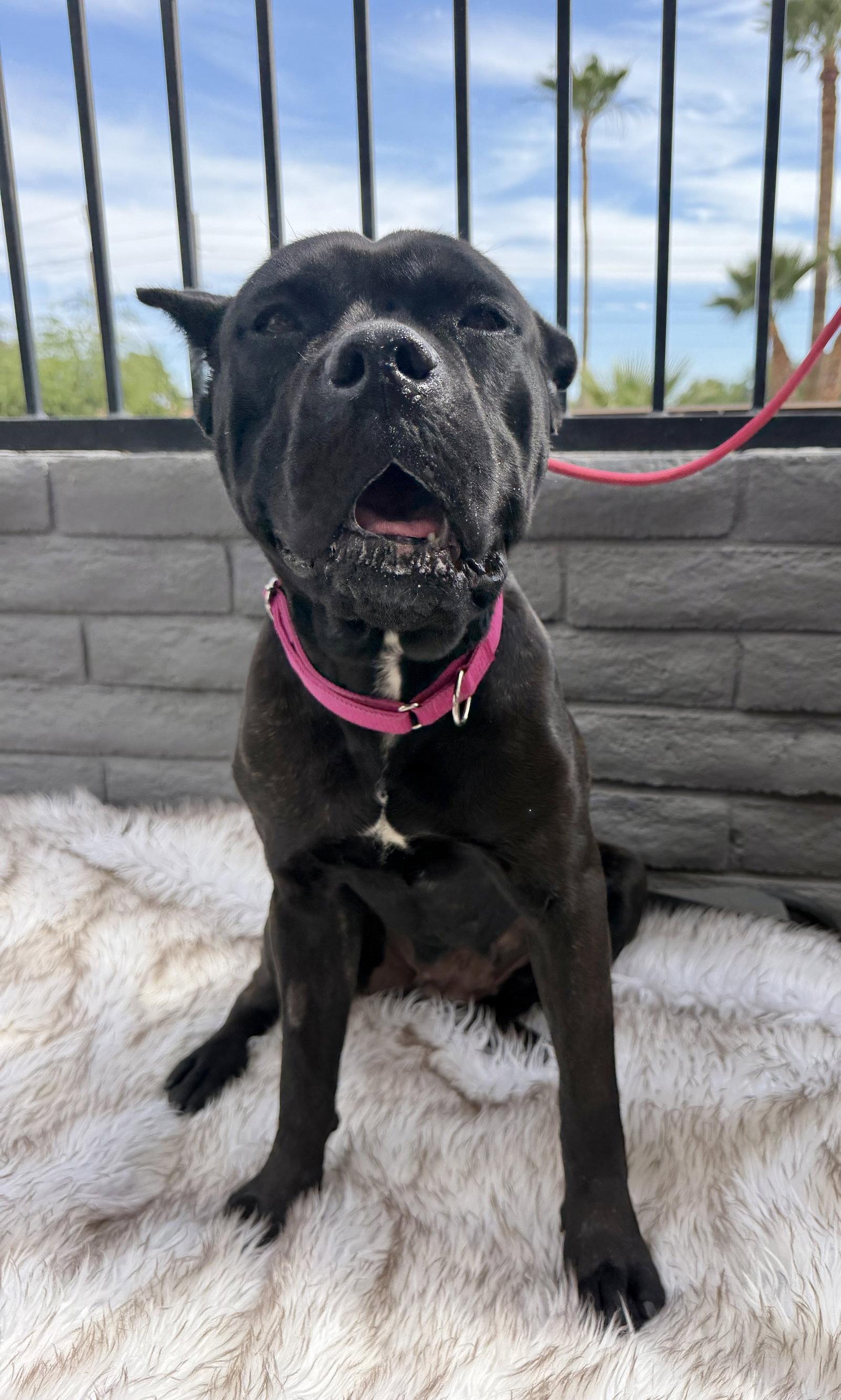 Daisy - ADOPTED, Adopted, Young Female Cane Corso.
