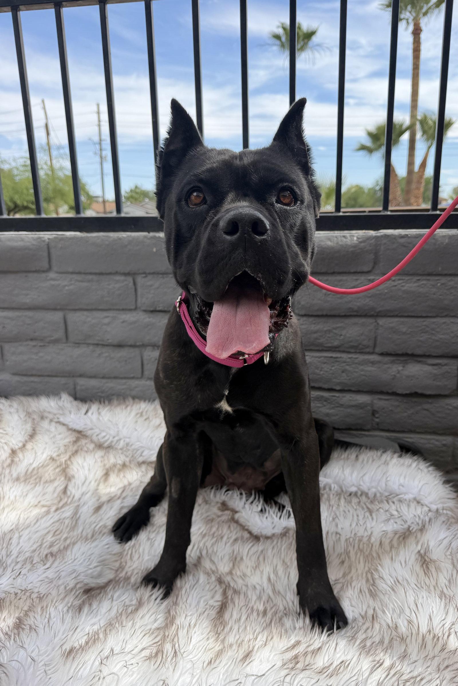 Enlarge Daisy - ADOPTED, a Adopted Cane Corso in Glendale, AZ image 2/3