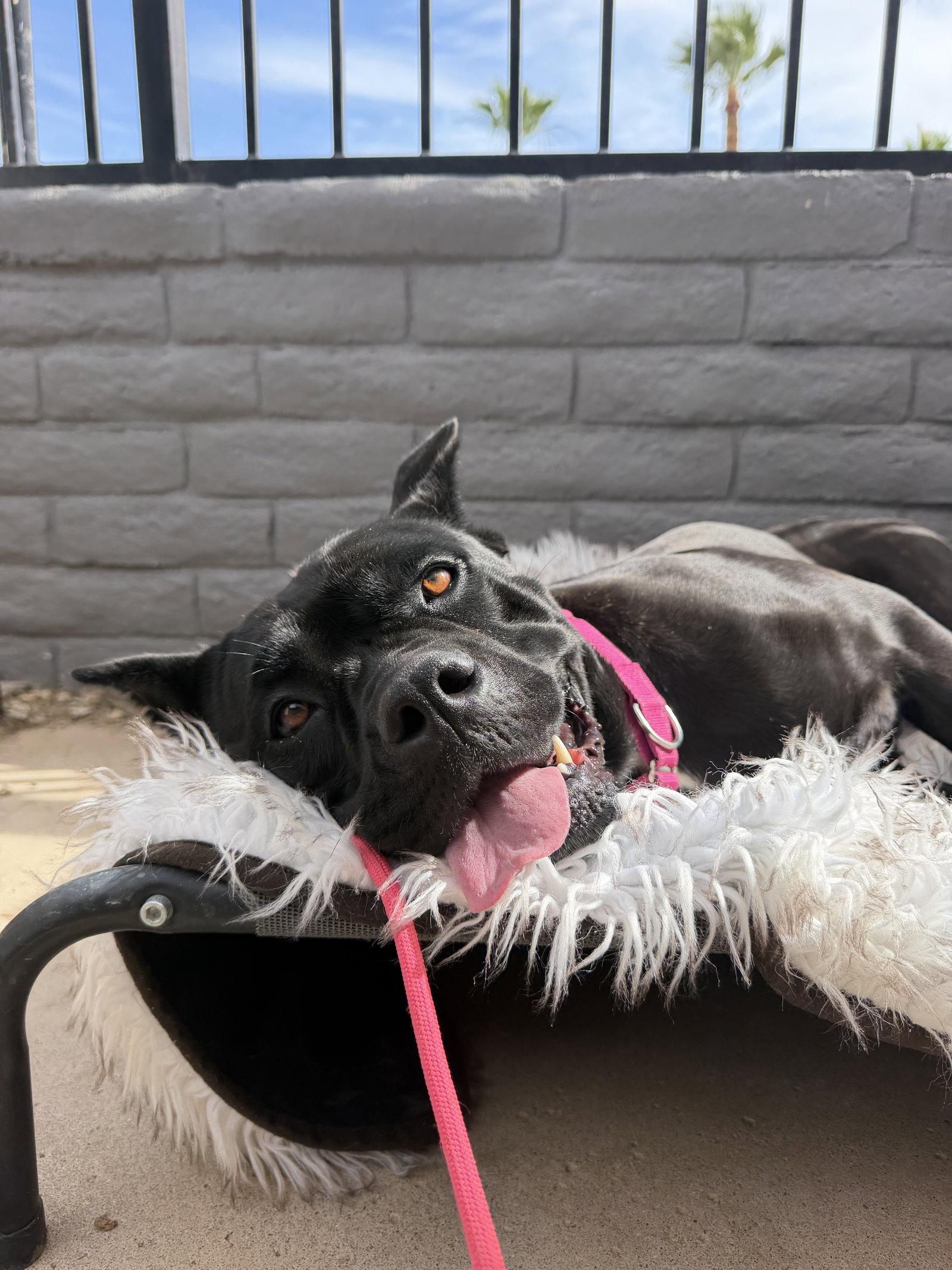 Enlarge Daisy - ADOPTED, a Adopted Cane Corso in Glendale, AZ image 3/3