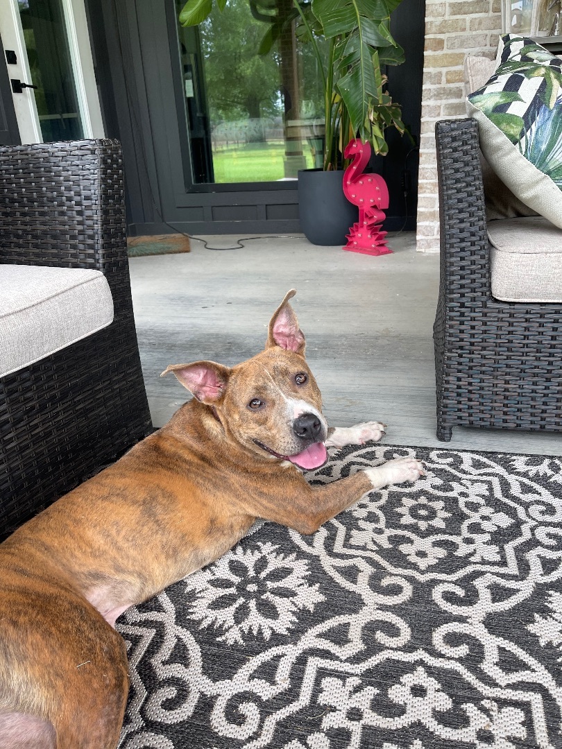 Enlarge Curly, a Adoptable Pit Bull Terrier in Puyallup, WA image 1/10