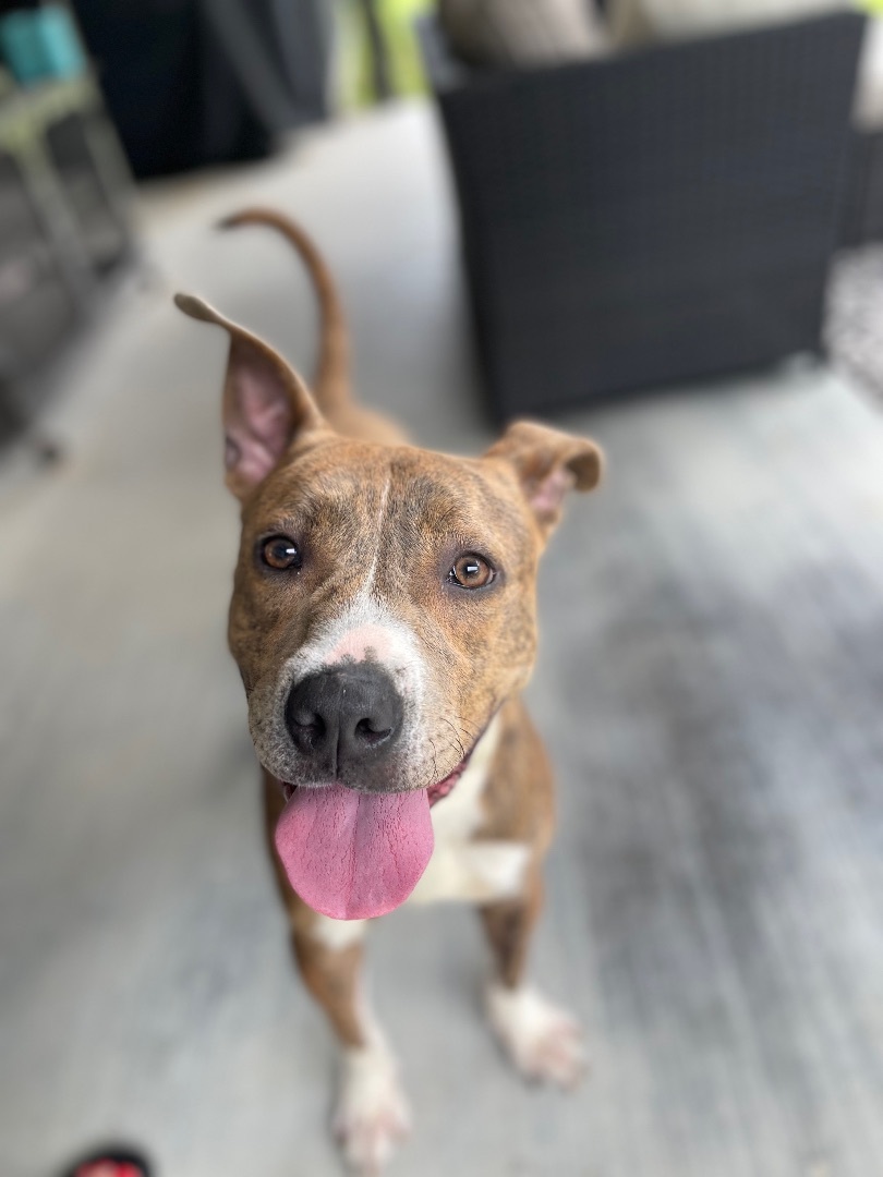 Enlarge Curly, a Adoptable Pit Bull Terrier in Puyallup, WA image 2/10