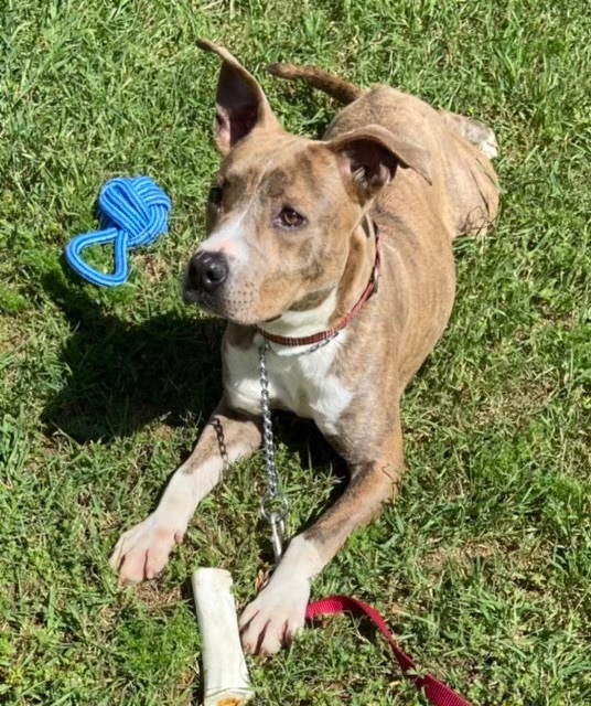 Enlarge Curly, a Adoptable Pit Bull Terrier in Puyallup, WA image 3/10
