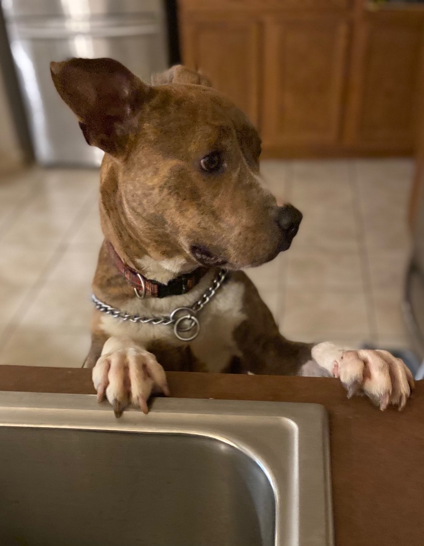 Enlarge Curly, a Adoptable Pit Bull Terrier in Puyallup, WA image 4/10