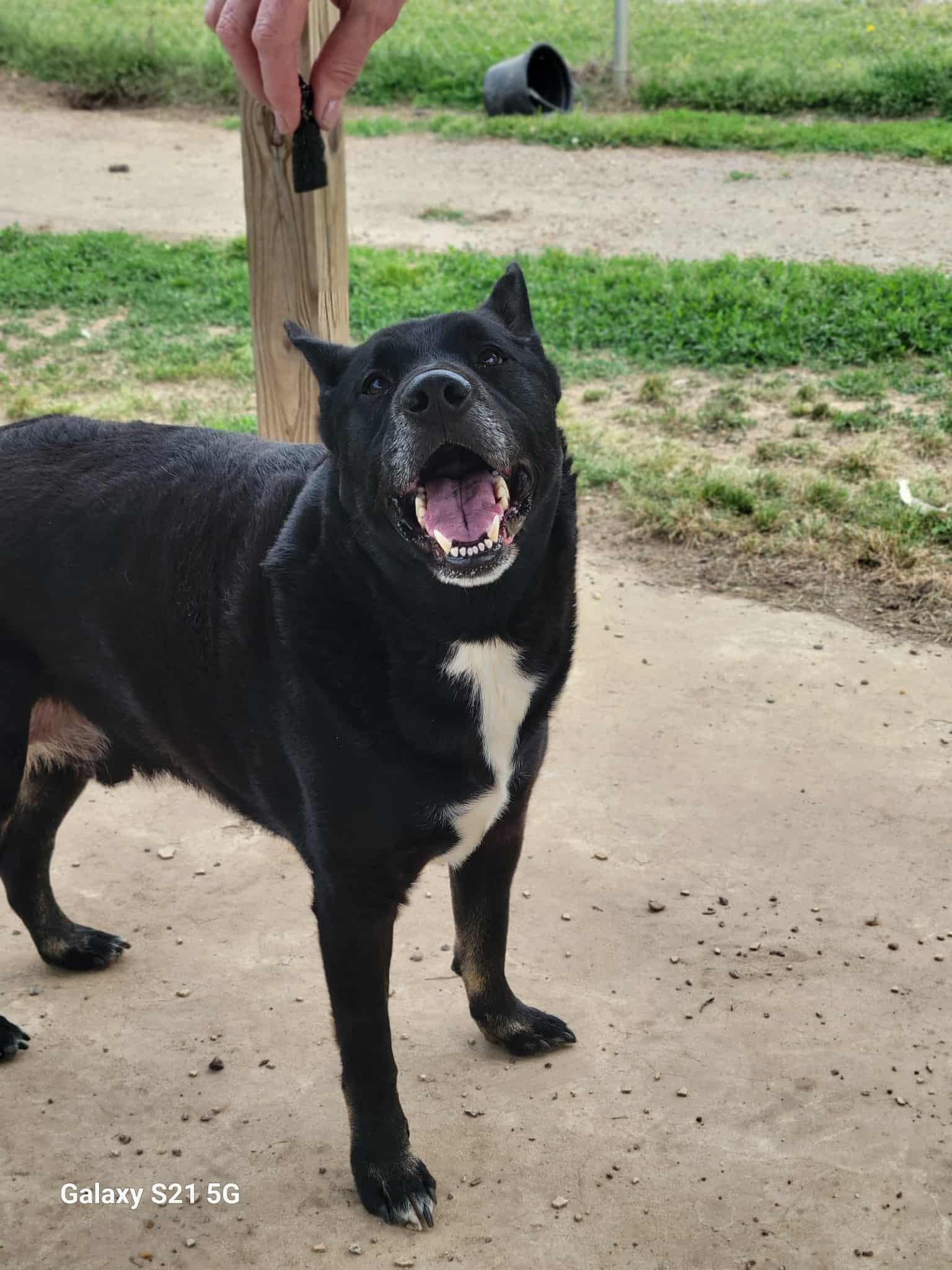 Smokey, adopted, Adult Male Shepherd & Black Labrador Retriever.