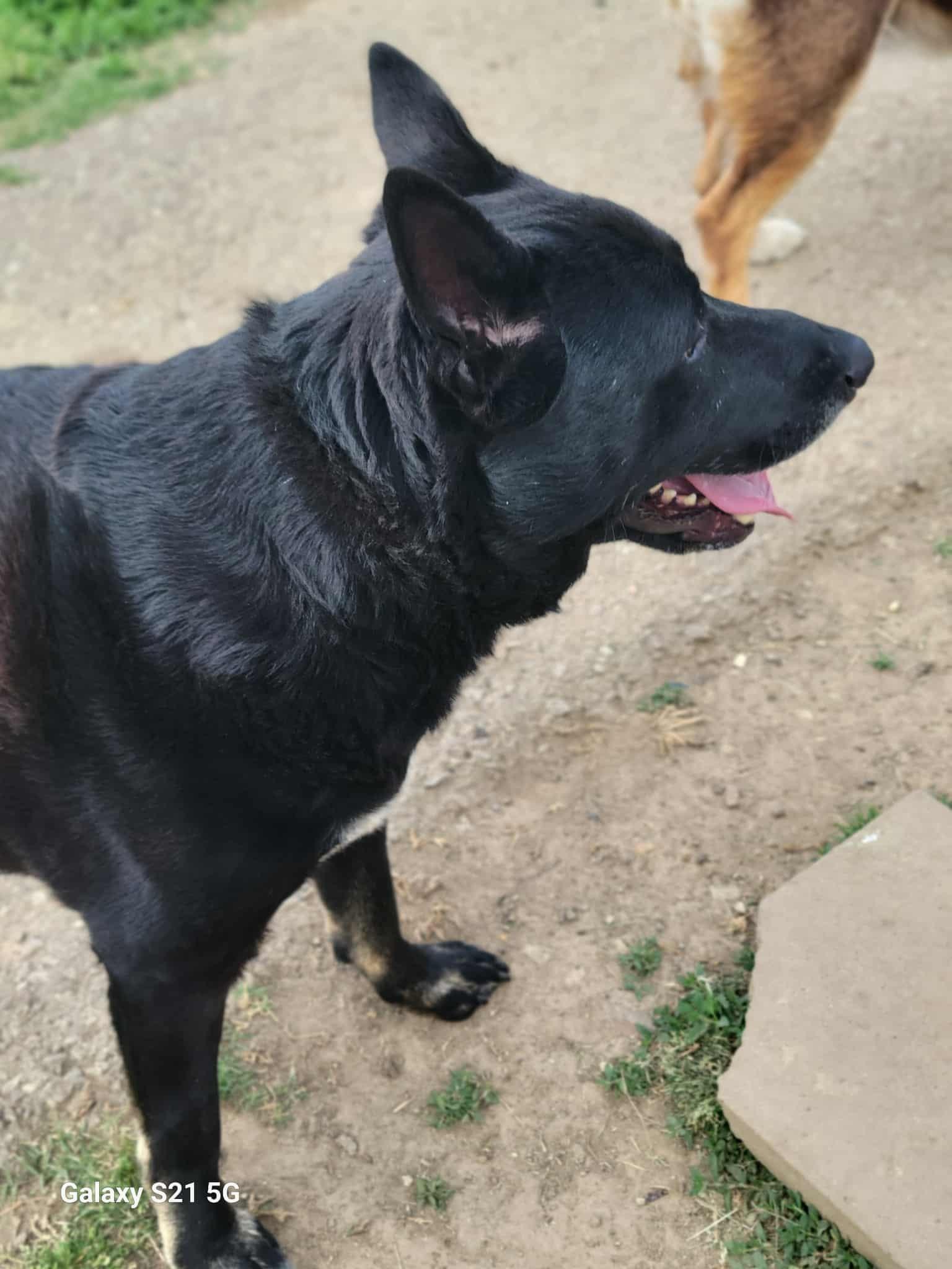 Smokey, an adopted mixed breed in Bolivar, TN image 2/2