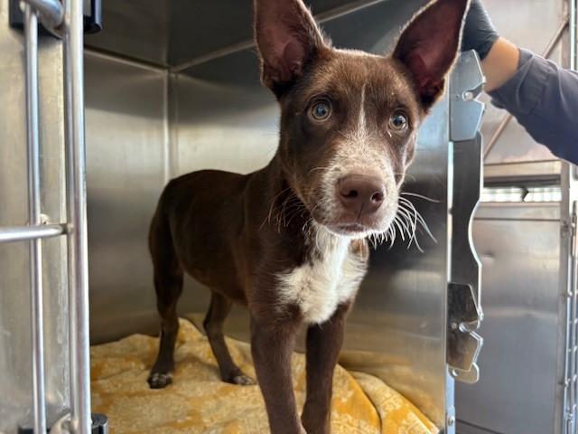 MIKEY, a Adopted Australian Kelpie in Delano, CA image 2/3