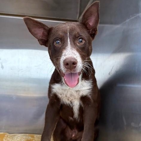 MIKEY, a Adopted Australian Kelpie in Delano, CA image 1/3