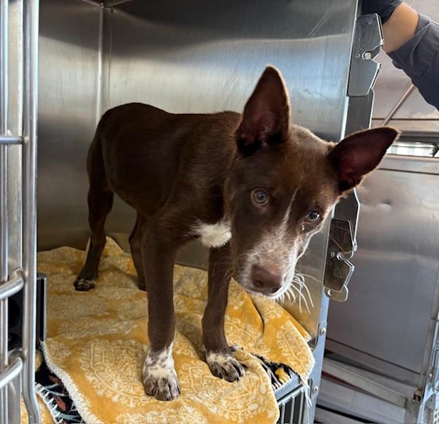 MIKEY, a Adopted Australian Kelpie in Delano, CA image 3/3