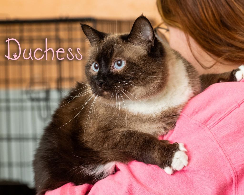 Duchess, adopted, Adult Female Siamese.