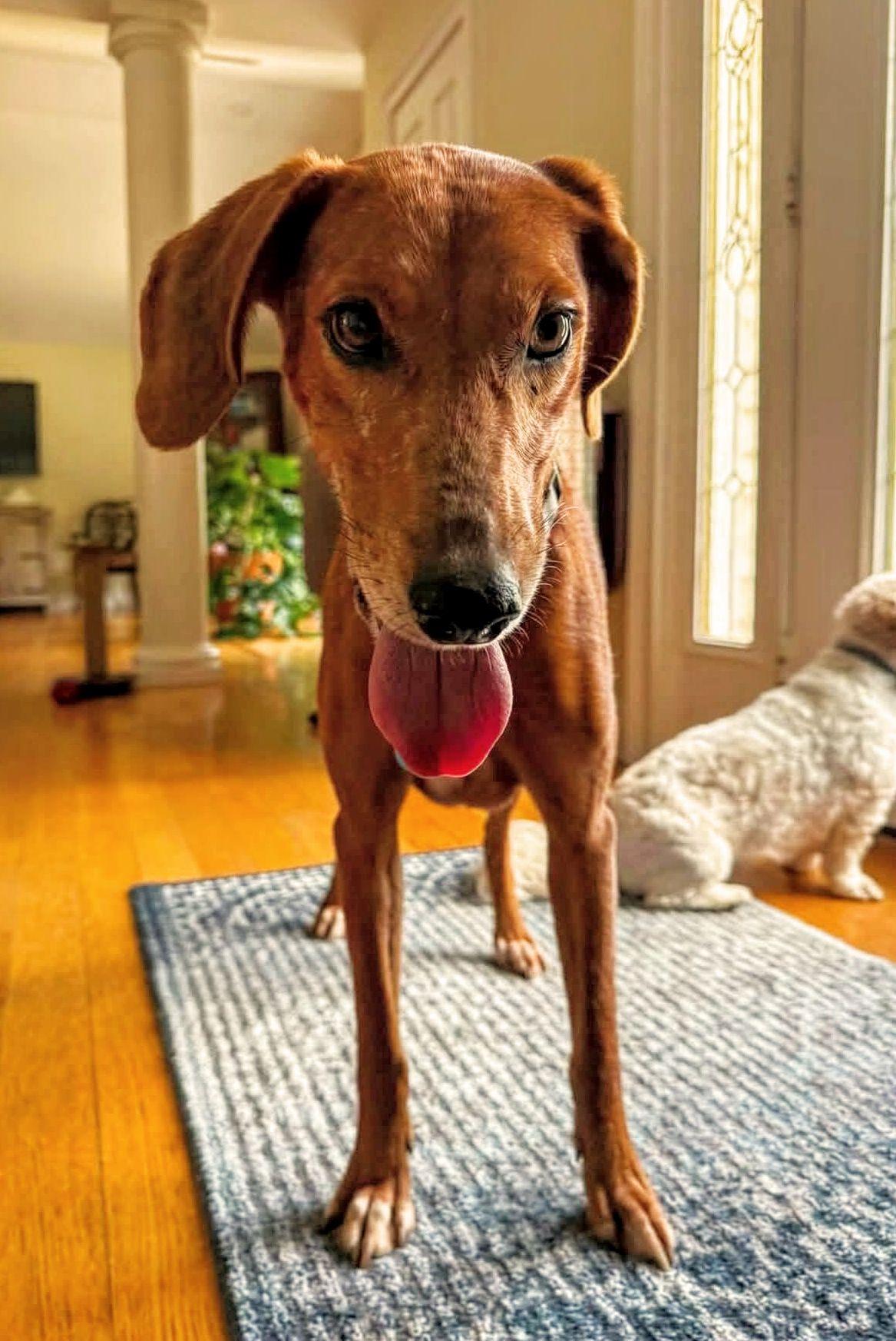 Enlarge Sadie JM in RI, a Adoptable Hound in Warwick, RI image 1/3