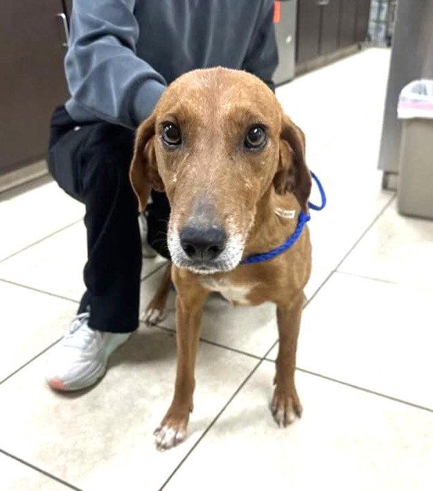 Enlarge SadieJM in MS MEDICAL HOLD, a Adoptable Hound in Warwick, RI image 1/1