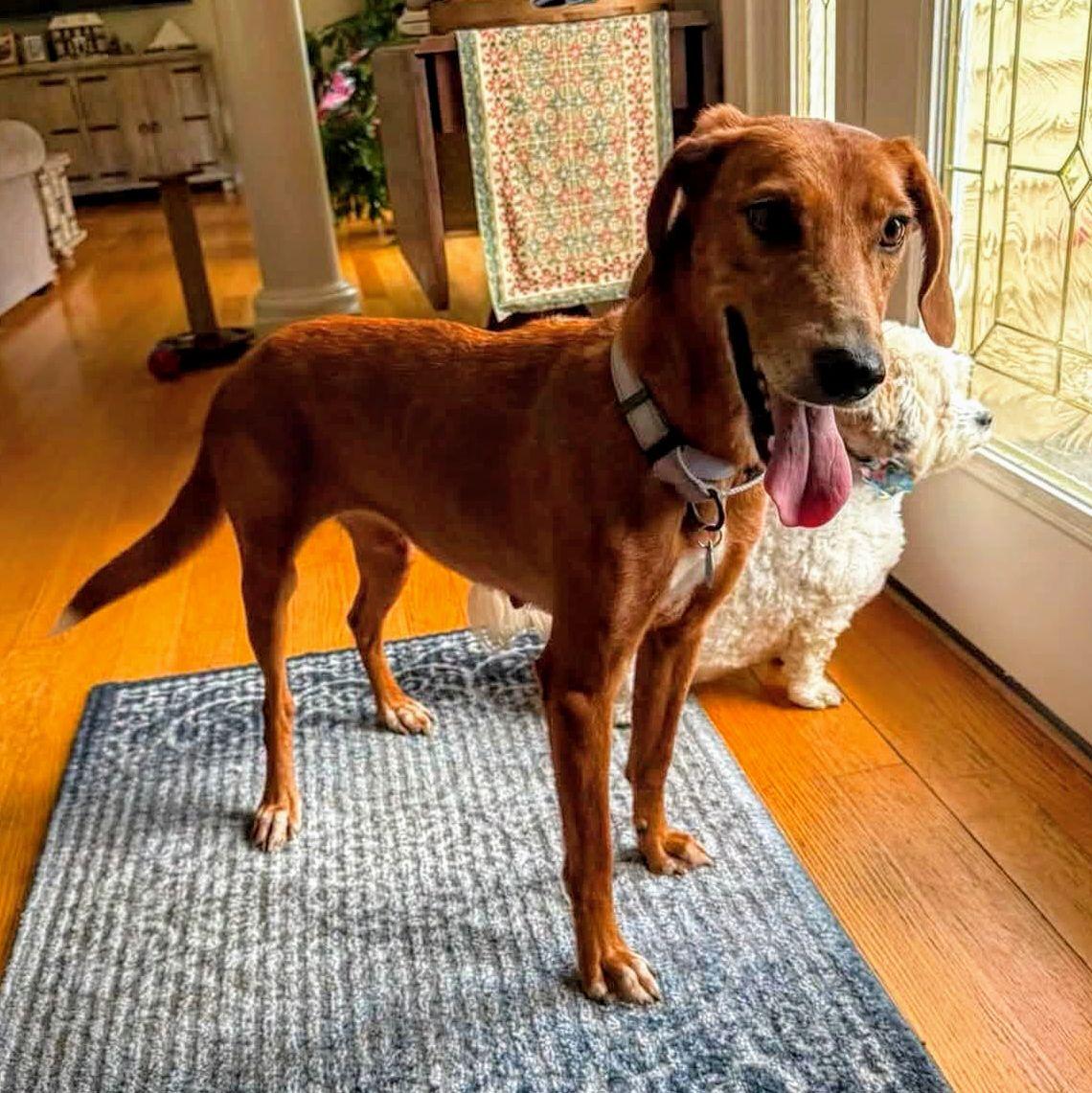 Enlarge Sadie JM in RI, a Adoptable Hound in Warwick, RI image 3/3