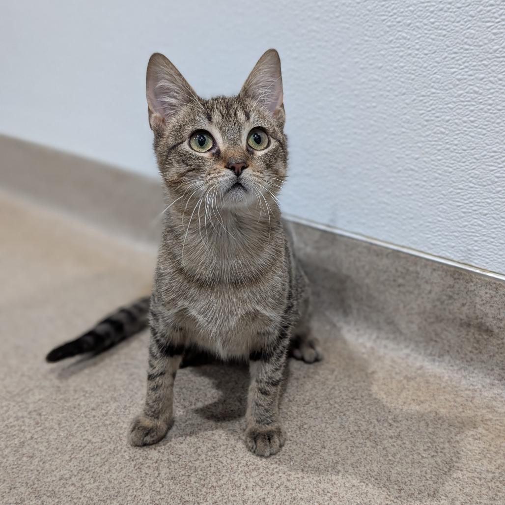 Enlarge Jules, a Adoptable Domestic Short Hair in Brookfield, WI image 1/6