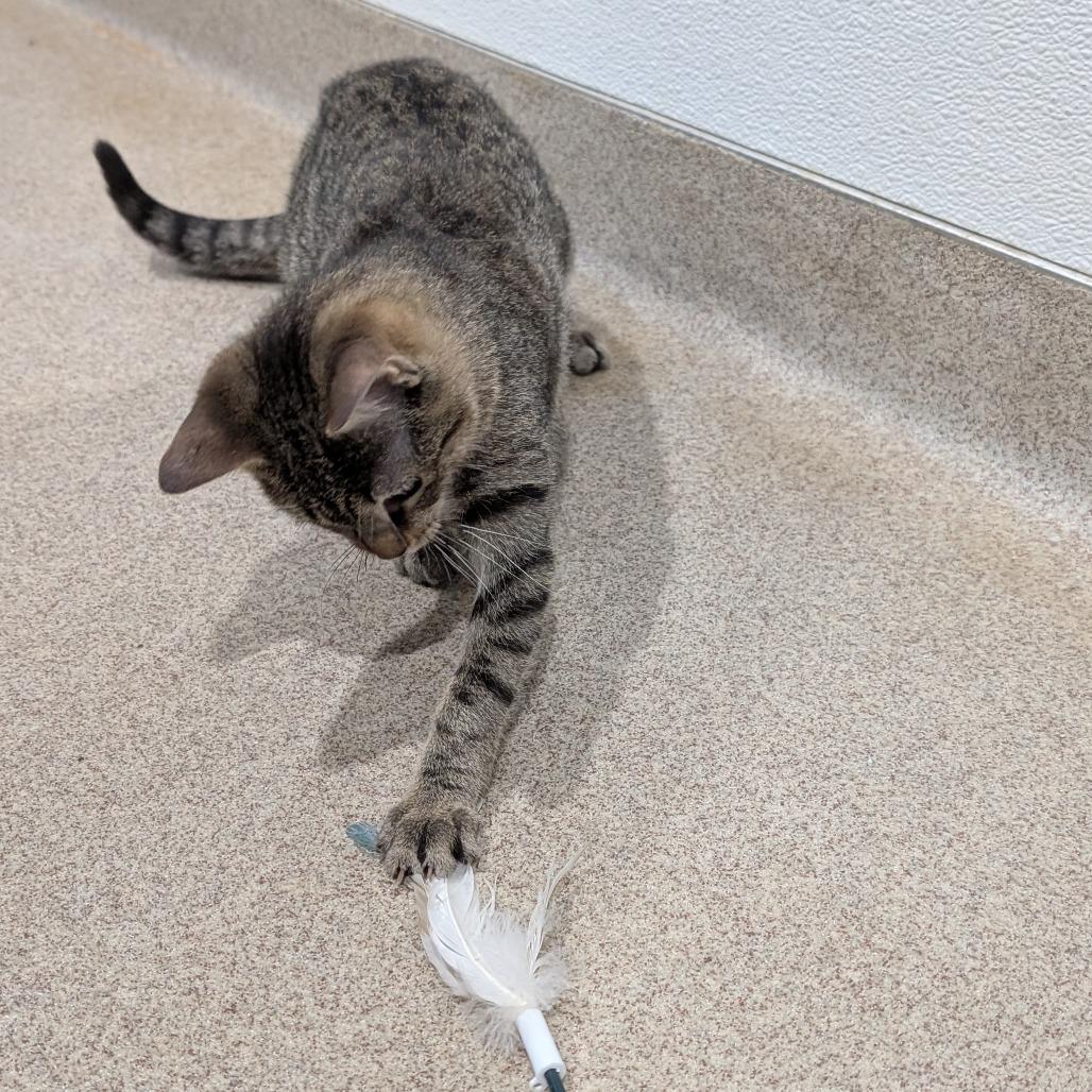 Enlarge Jules, a Adoptable Domestic Short Hair in Brookfield, WI image 2/6