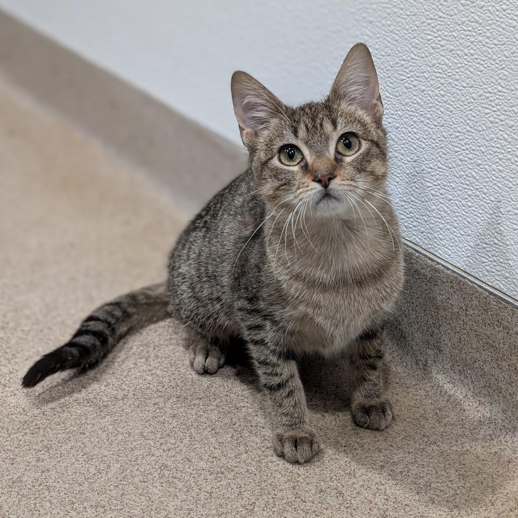 Enlarge Jules, a Adoptable Domestic Short Hair in Brookfield, WI image 3/6