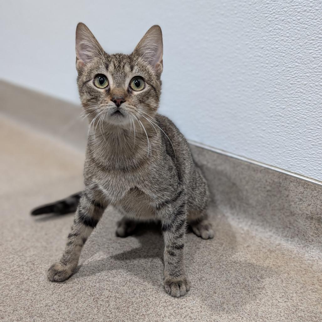 Enlarge Jules, a Adoptable Domestic Short Hair in Brookfield, WI image 4/6