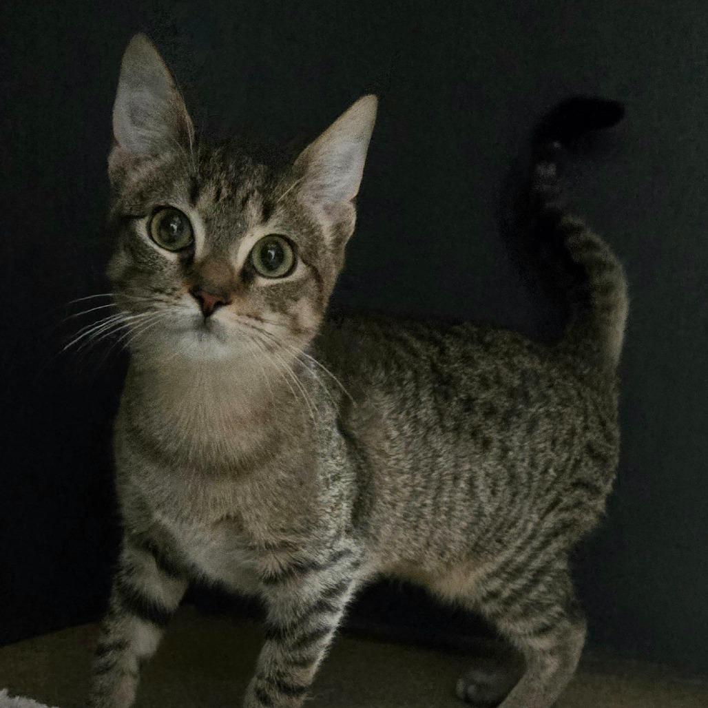 Enlarge Jules, a Adoptable Domestic Short Hair in Brookfield, WI image 5/6