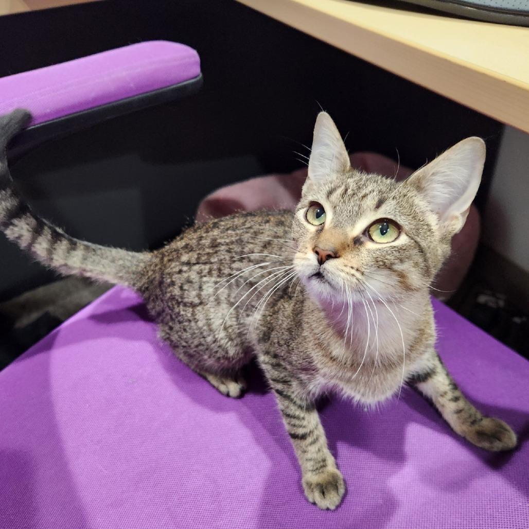 Enlarge Jules, a Adoptable Domestic Short Hair in Brookfield, WI image 6/6