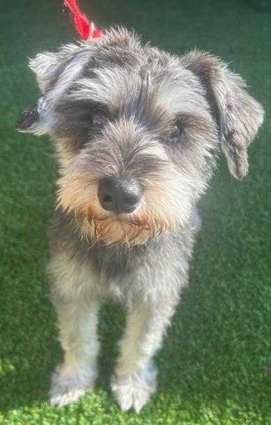 MAX, an adopted Schnauzer Mix in Dallas, TX_image-1