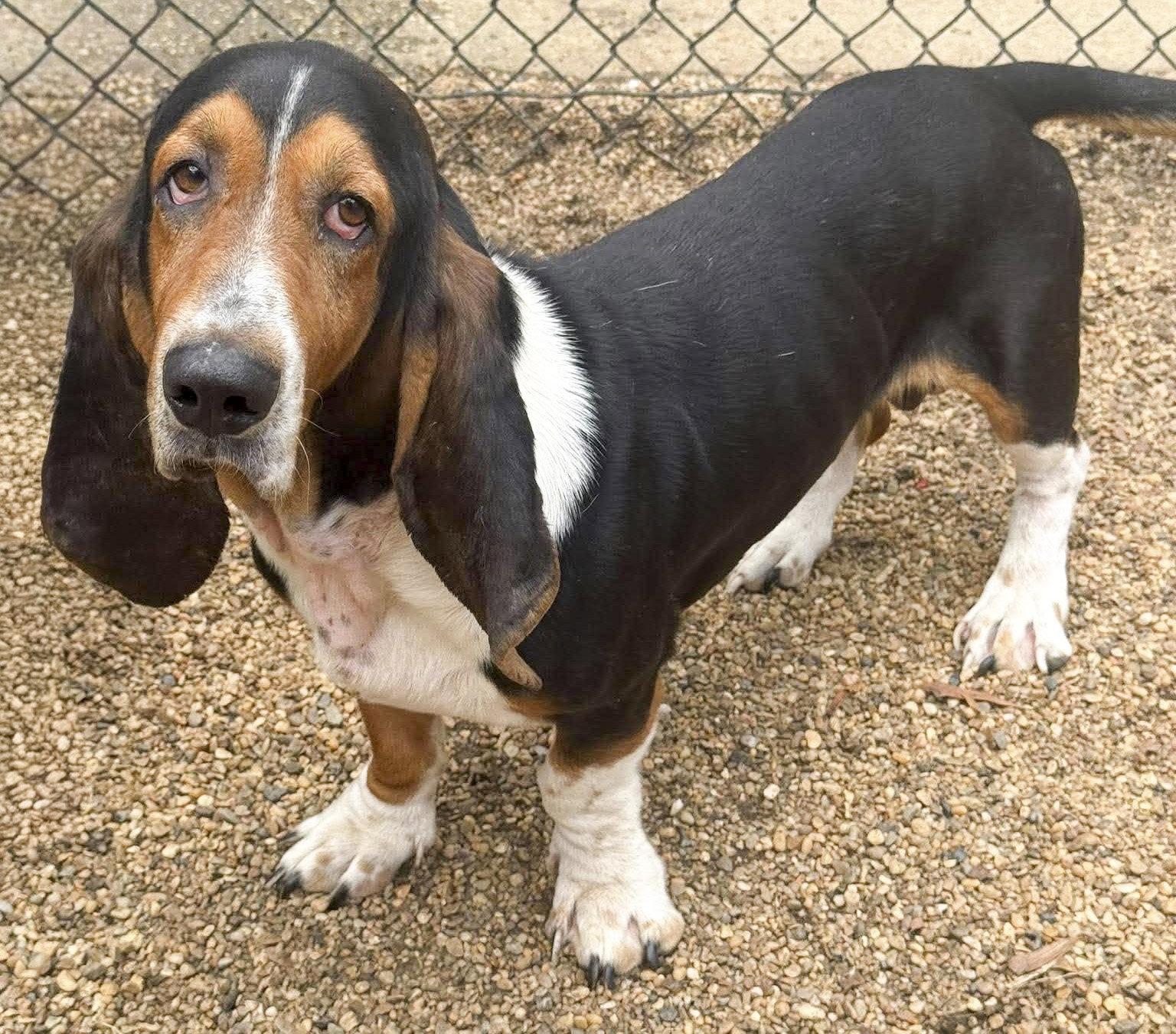 Enlarge MURPHY, a Adoptable Basset Hound in Mays Landing, NJ image 3/3