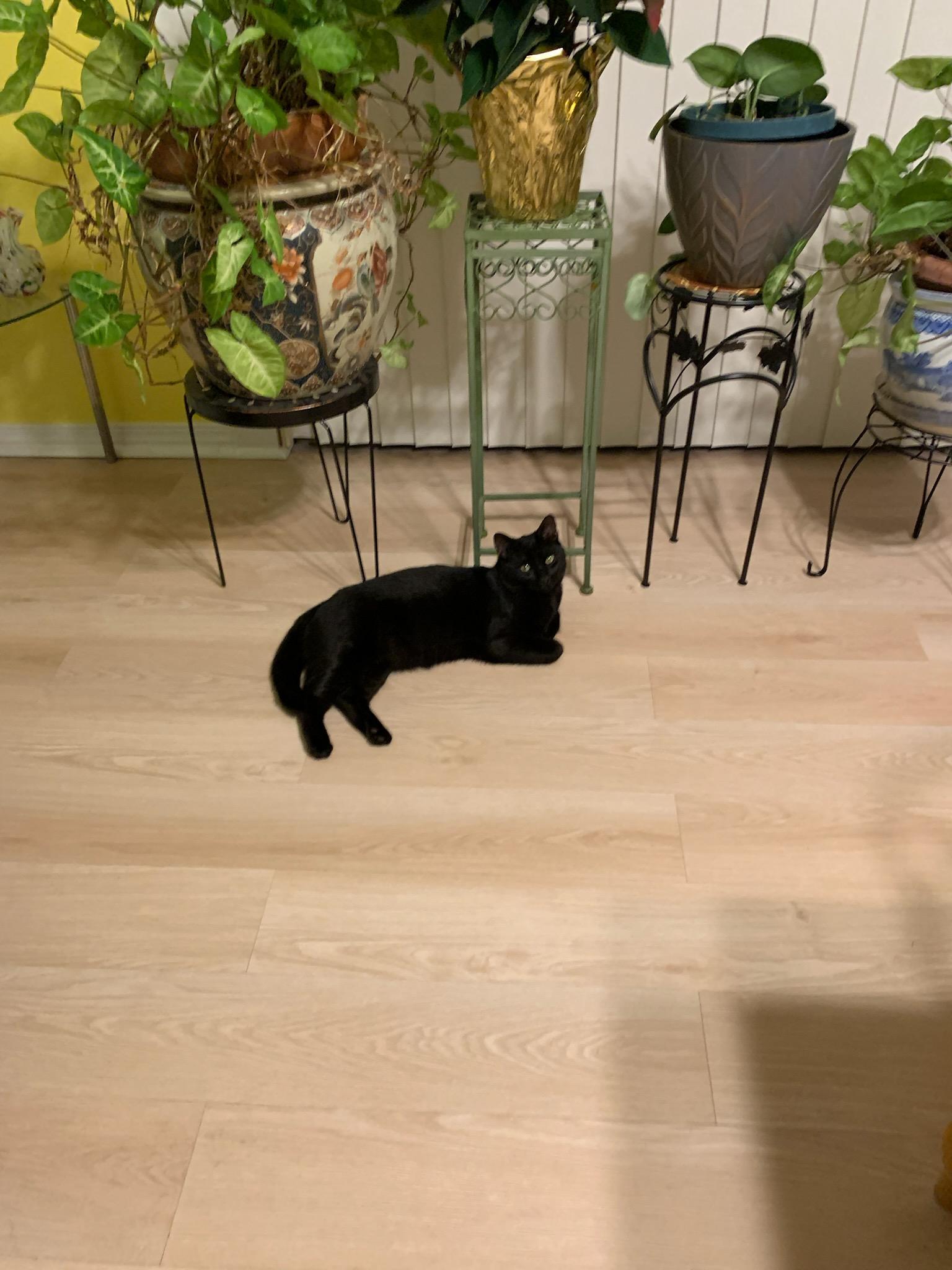 Malcolm, ADOPTABLE, Young Male Domestic Short Hair.