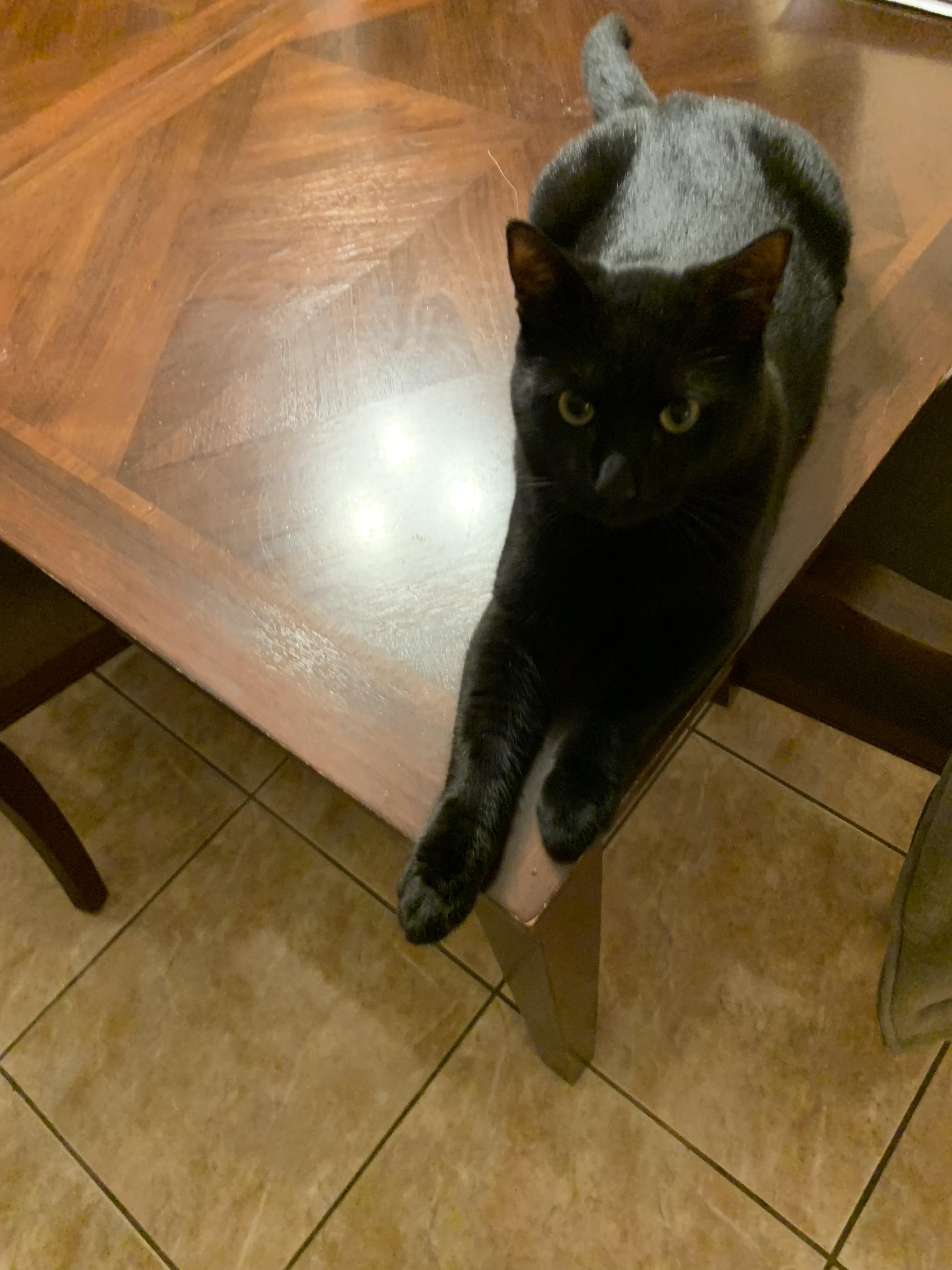 Enlarge Malcolm, a ADOPTABLE Domestic Short Hair in New Orleans, LA image 2/6