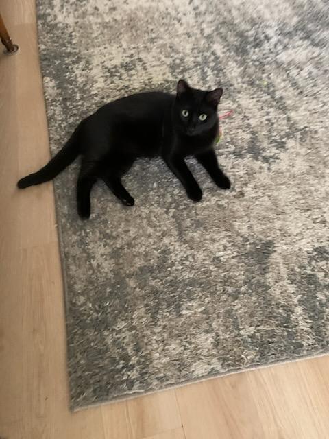 Enlarge Malcolm, a ADOPTABLE Domestic Short Hair in New Orleans, LA image 3/6