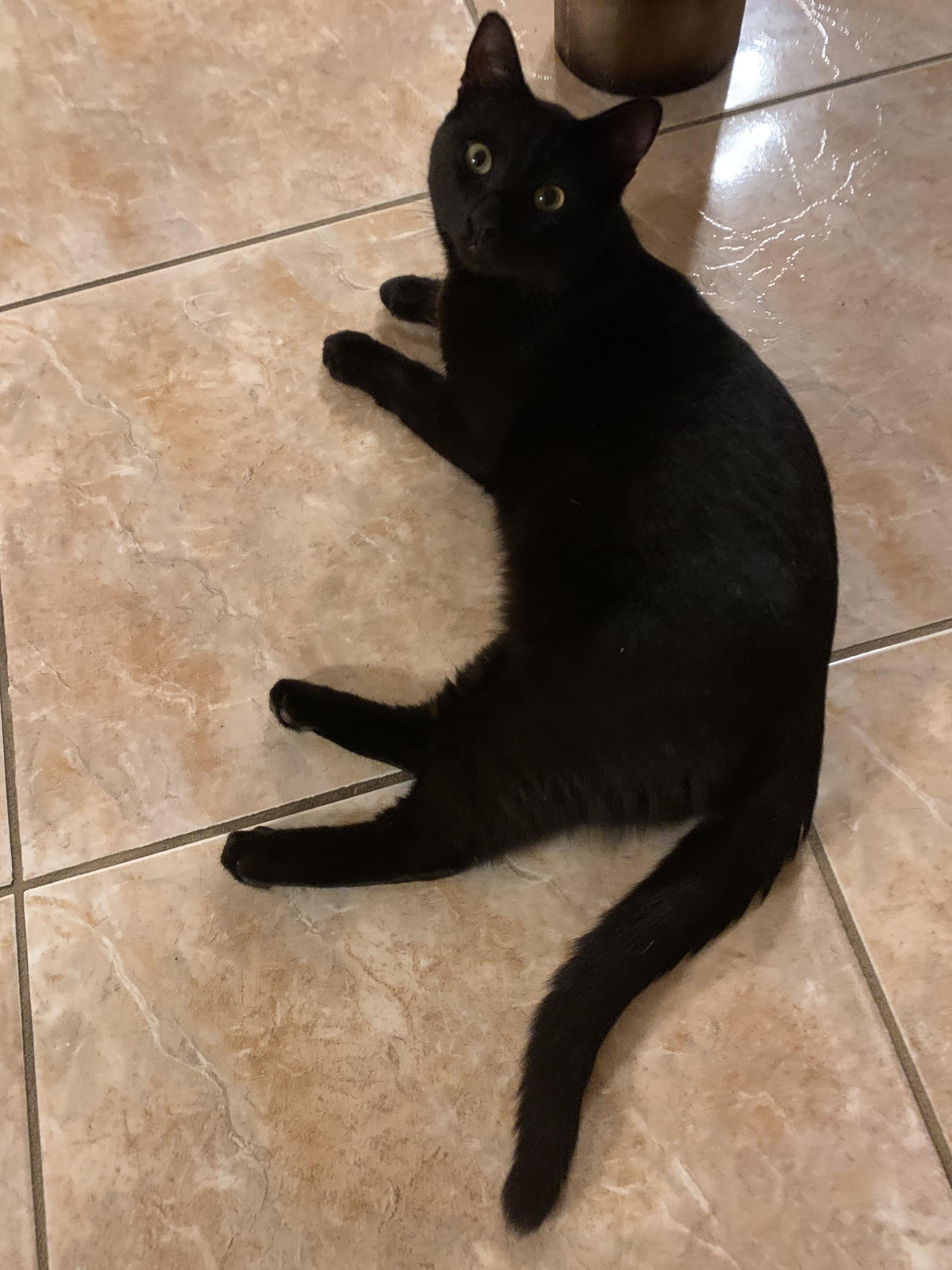 Enlarge Malcolm, a ADOPTABLE Domestic Short Hair in New Orleans, LA image 4/6