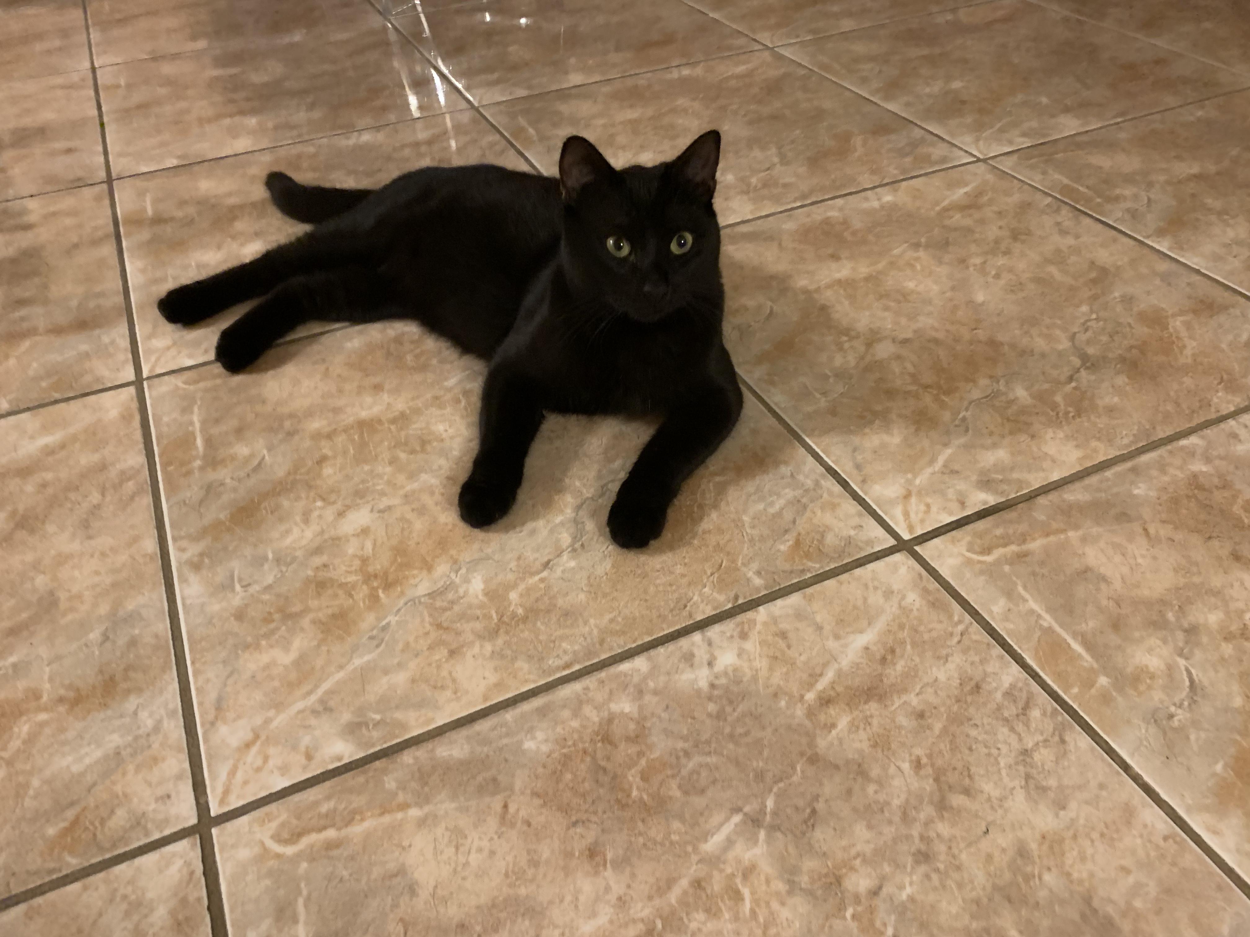 Enlarge Malcolm, a ADOPTABLE Domestic Short Hair in New Orleans, LA image 5/6