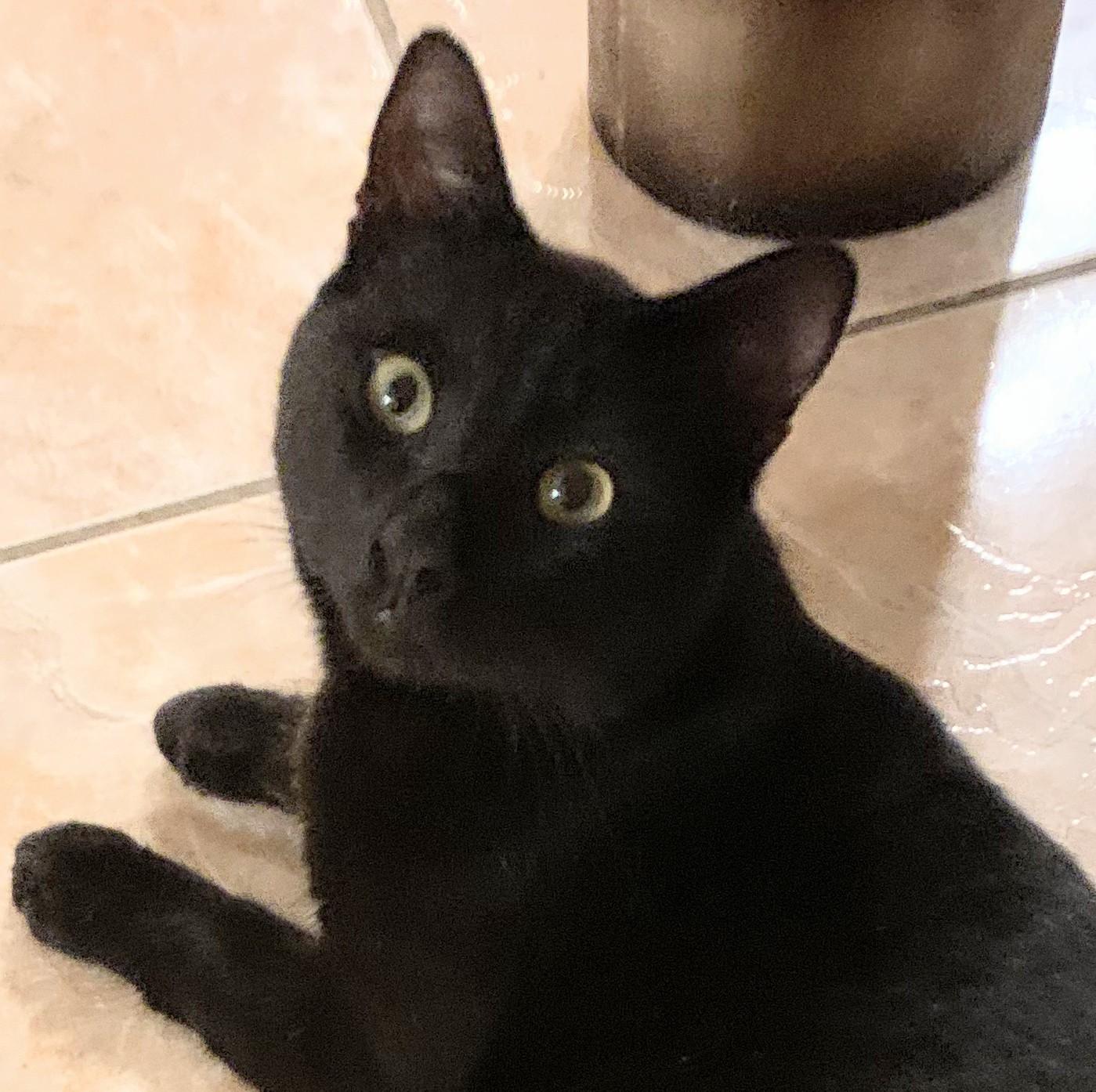 Enlarge Malcolm, a ADOPTABLE Domestic Short Hair in New Orleans, LA image 6/6