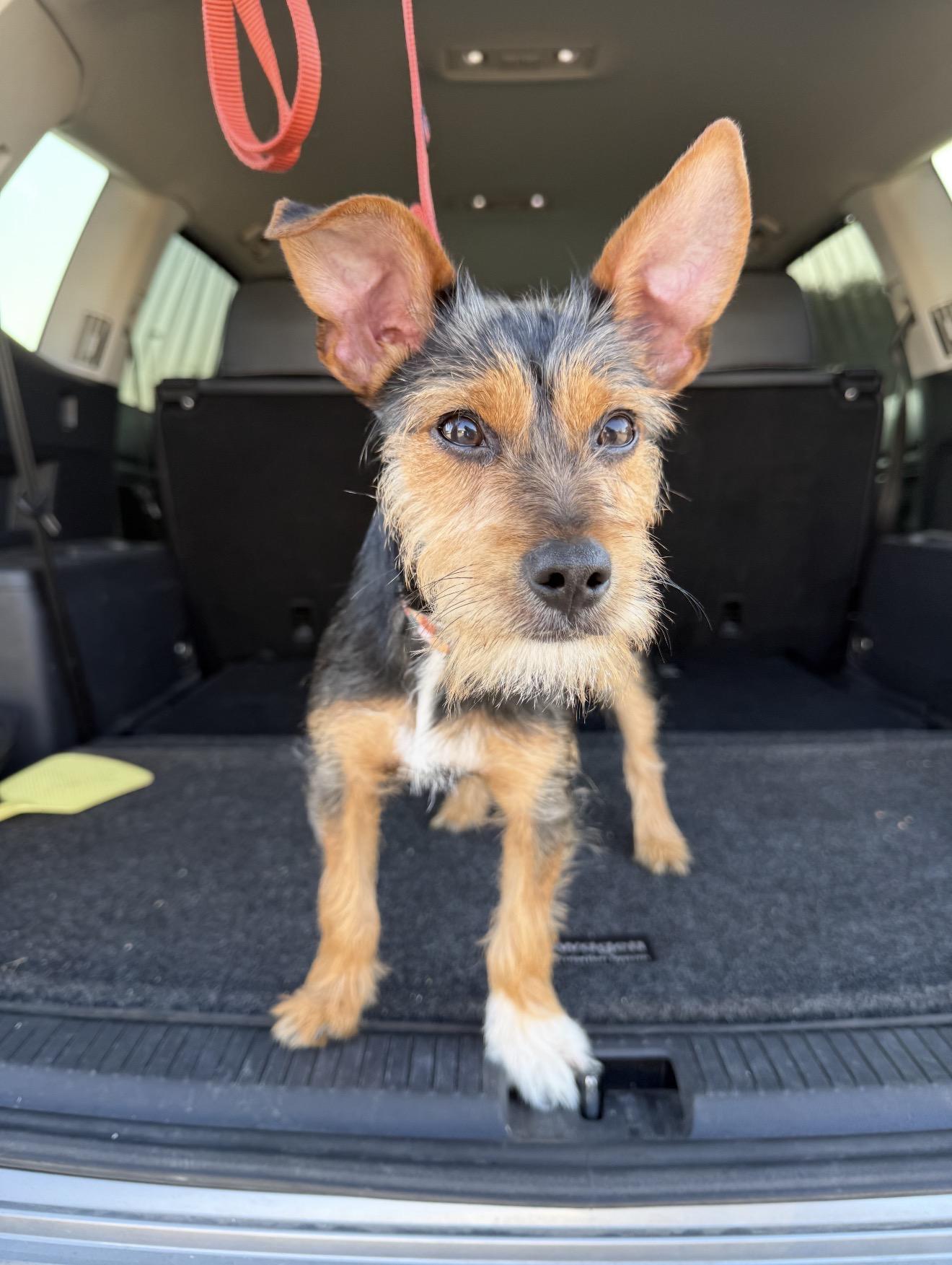 Enlarge Dutch the Schnorkie 12 pounds, a Adoptable mixed breed in Lockhart, TX image 4/5