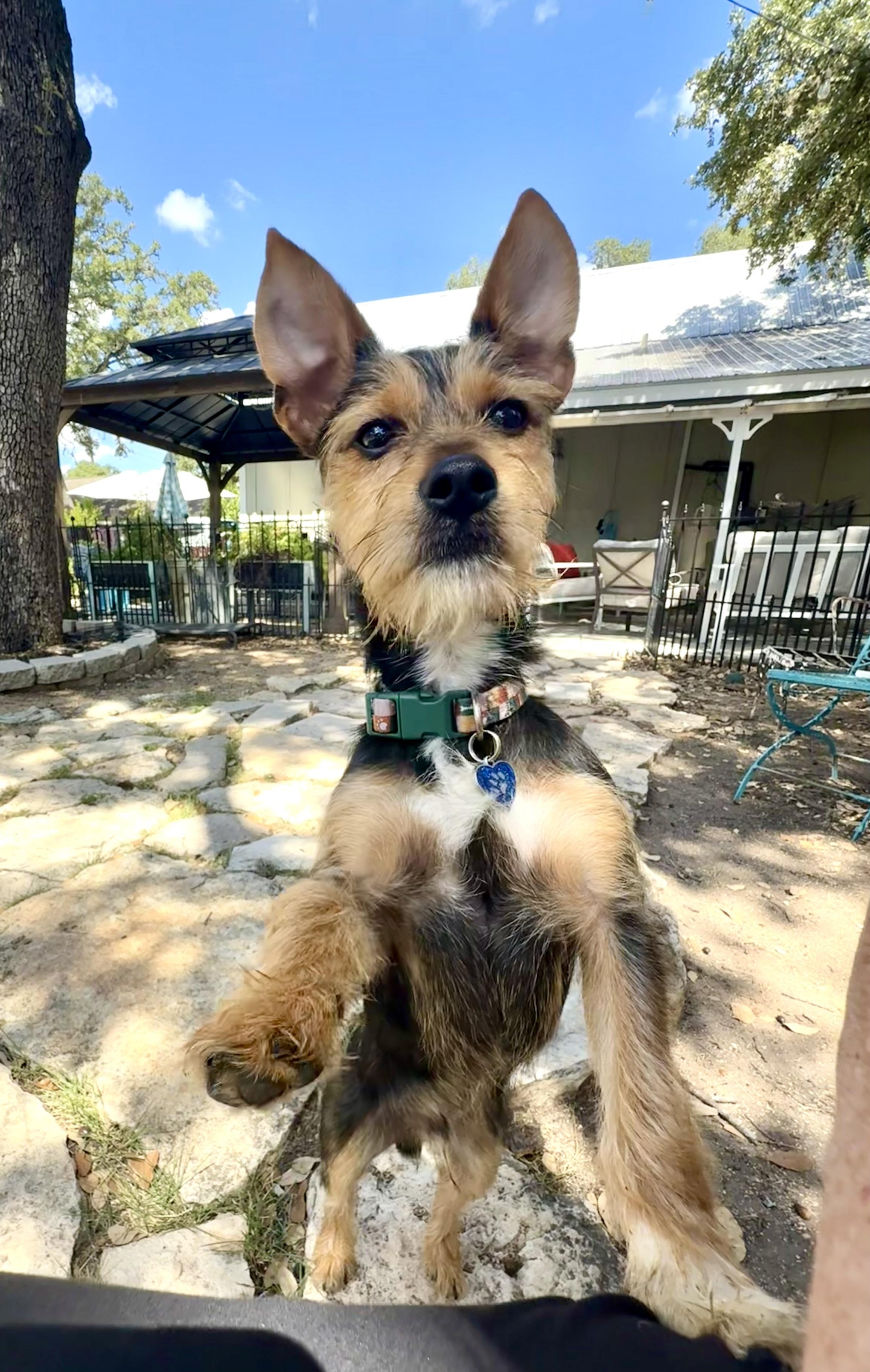 Enlarge Dutch the Schnorkie 12 pounds, a Adoptable mixed breed in Lockhart, TX image 2/5