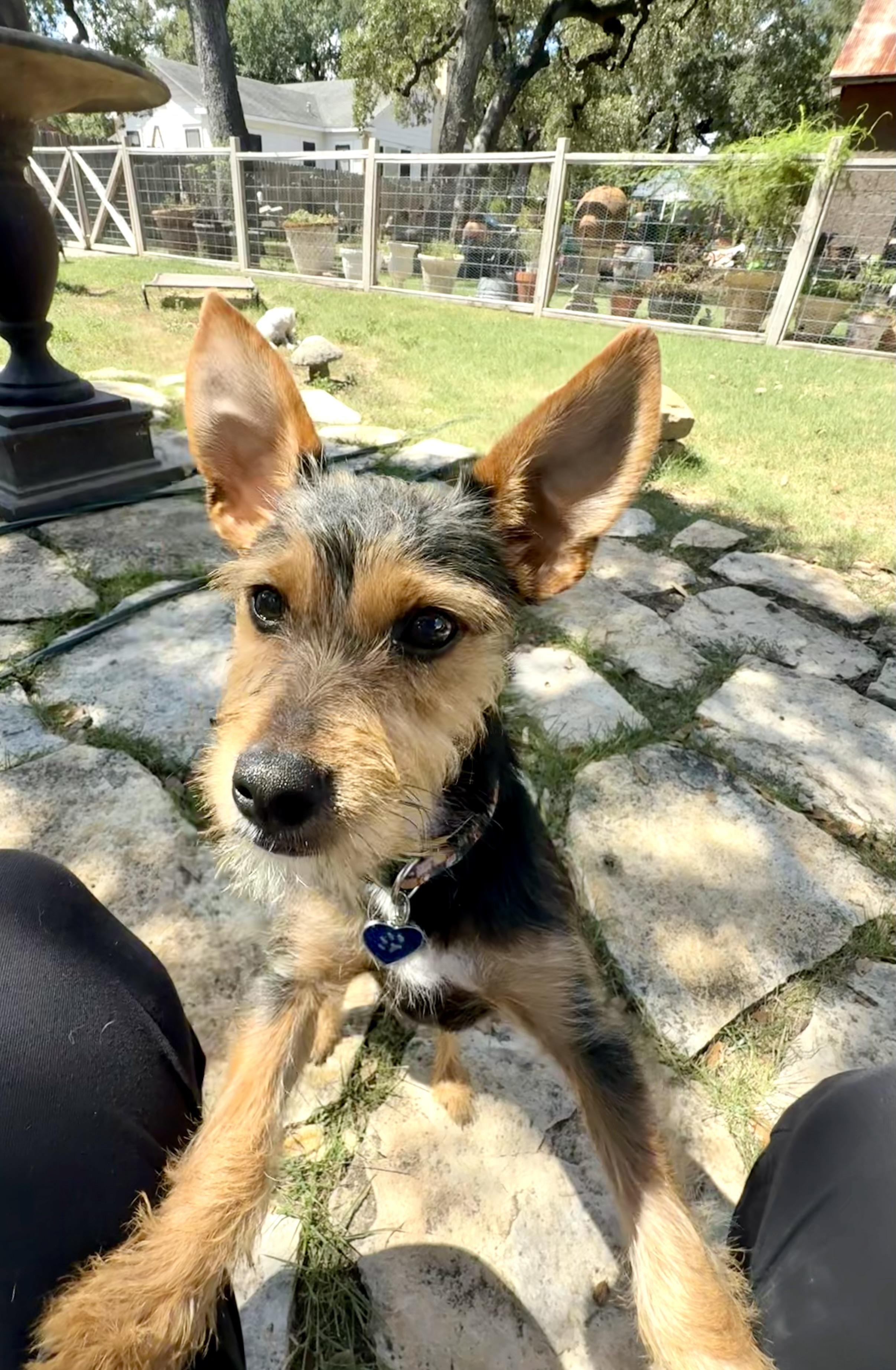 Enlarge Dutch the Schnorkie 12 pounds, a Adoptable mixed breed in Lockhart, TX image 3/5