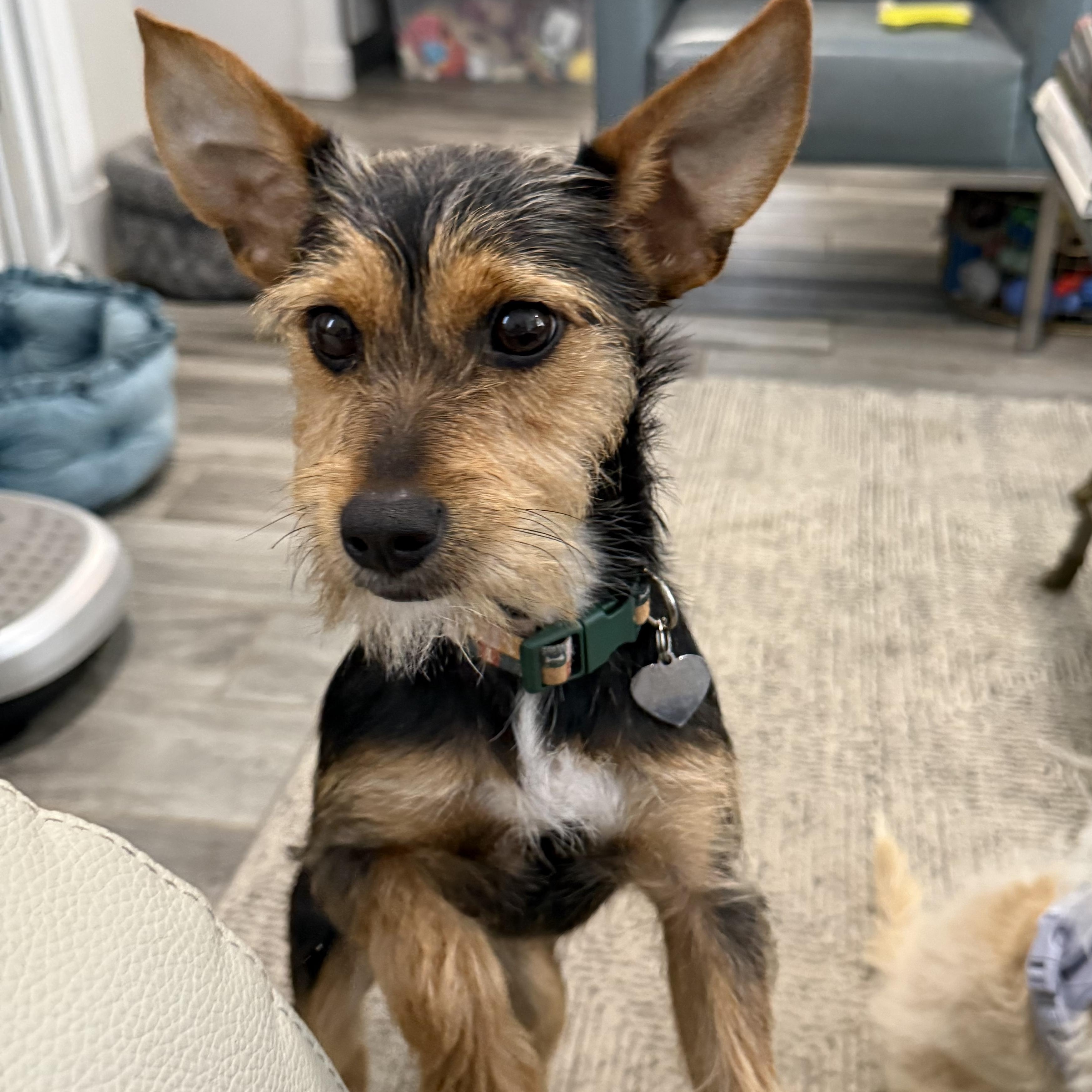 Dutch the Schnorkie 12 pounds, Adoptable, Puppy Male Yorkshire Terrier & Miniature Schnauzer.