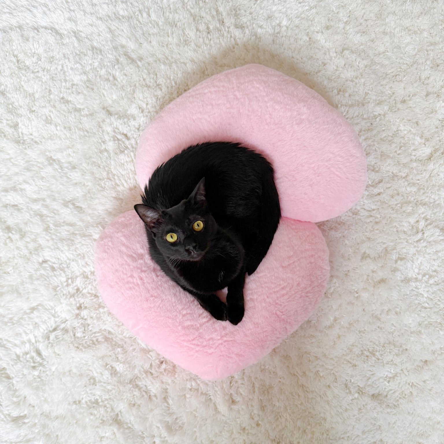 Enlarge Bumbleberry, a Adoptable Domestic Short Hair in New Orleans, LA image 1/2