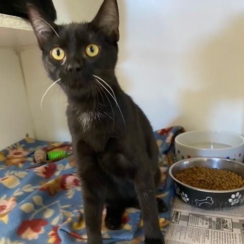 Lottie, Adoptable, Young Female Domestic Short Hair.