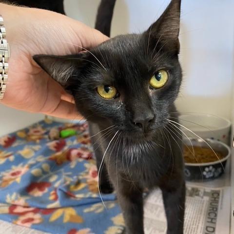 Enlarge Lottie, a Adoptable mixed breed in Newport, NC image 3/5