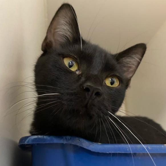 Enlarge Lottie, a Adoptable mixed breed in Newport, NC image 4/5